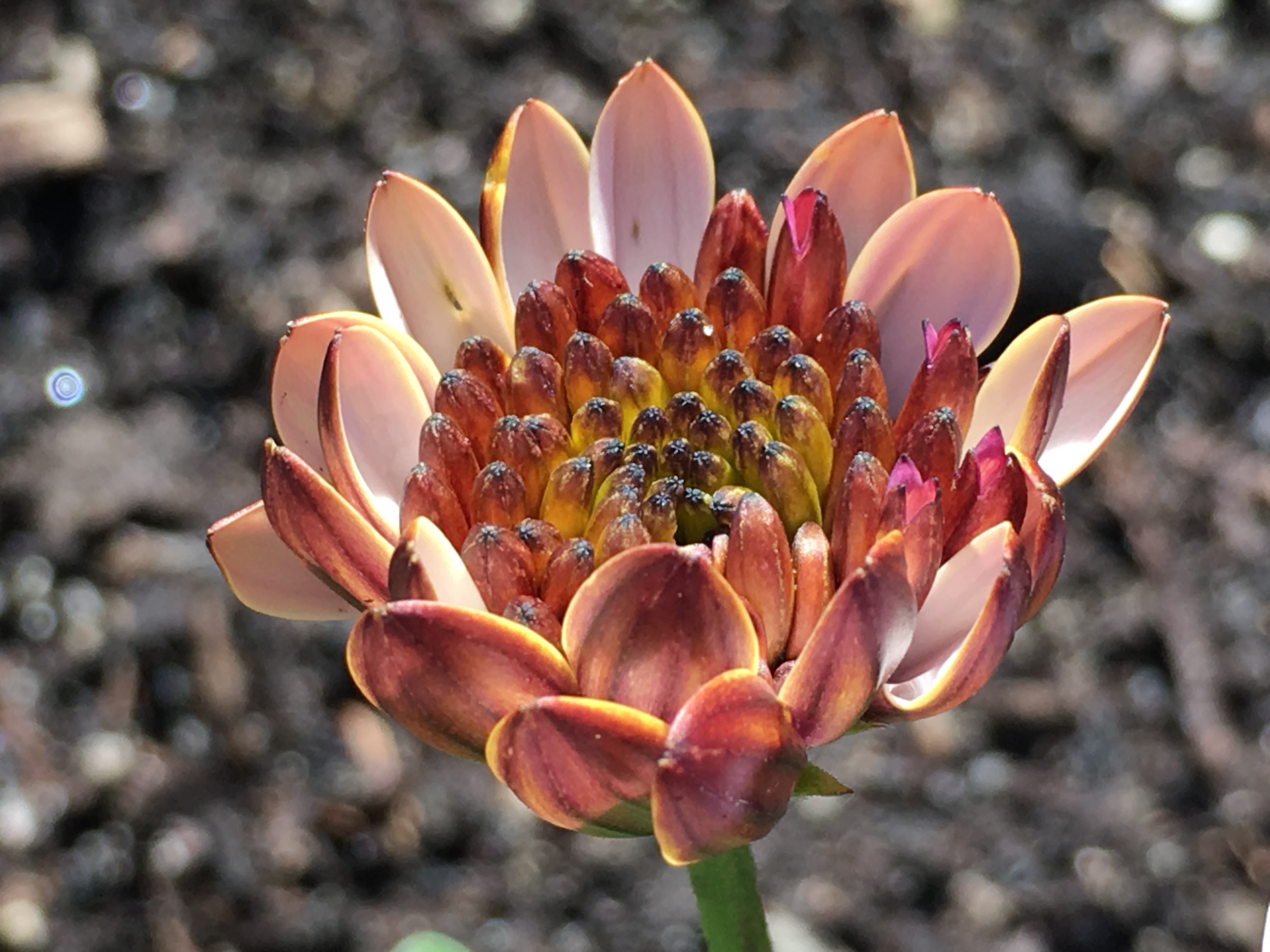 Up-close photo of a reddish-pink flower. The background is out of focus, mottled grey and brown.