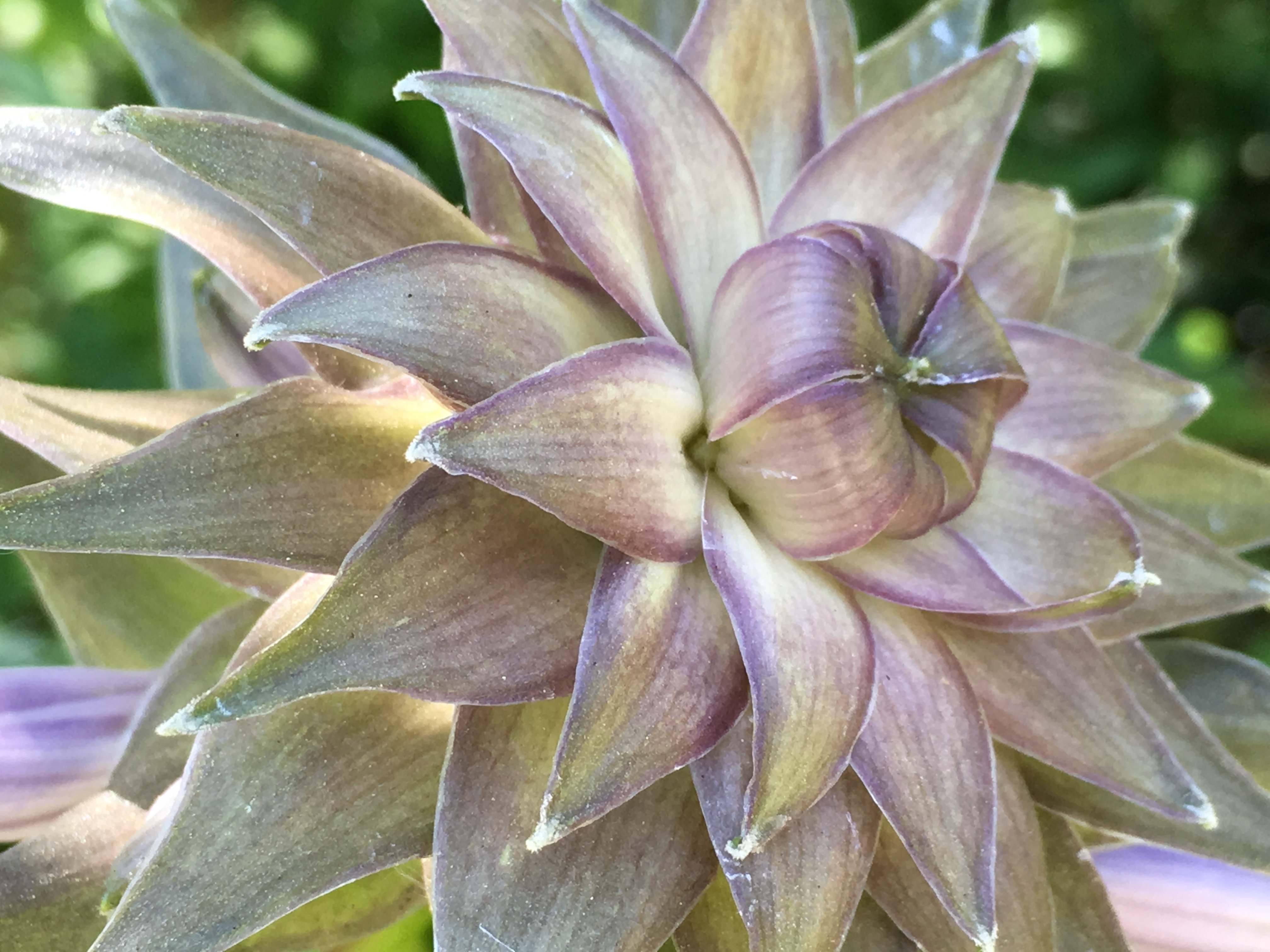 Up-close photo of a reddish-pink flower. The background is out of focus, mottled grey and brown.